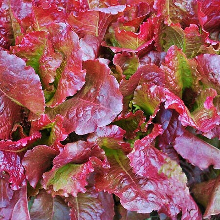 Outredgeous, Lettuce, -- BoxGardenSeedsLLC -Lettuce - Seeds