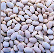 Great Northern, Dry Bush Beans - BoxGardenSeedsLLC - Beans / Dry Beans - Seeds - USA Seller, Thank you for shopping here today, Naturally Grown GMO Free Seeds, Heirloom Open Pollinated Seeds, Fresh Top Quality Premium Seeds