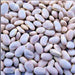 Great Northern, Dry Bush Beans, - BoxGardenSeedsLLC -Beans / Dry Beans - Seeds