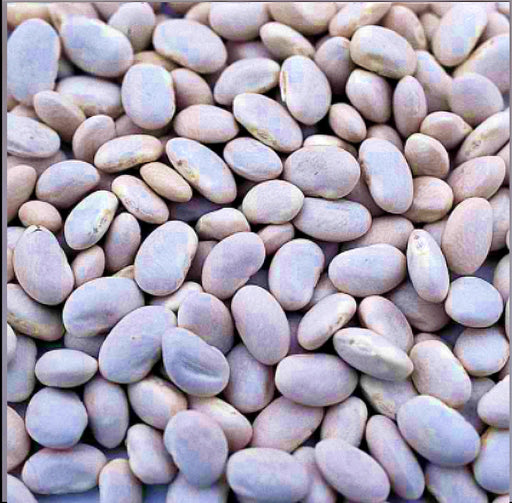 Great Northern, Dry Bush Beans, -- BoxGardenSeedsLLC -Beans / Dry Beans - Seeds