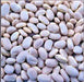 Great Northern, Dry Bush Beans, -- BoxGardenSeedsLLC -Beans / Dry Beans - Seeds