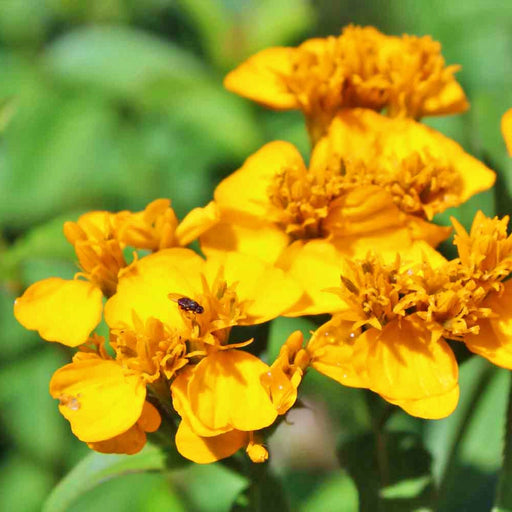 Mexican Tarragon, Mexican Marigold, - BoxGardenSeedsLLC -Culinary/Medicinal Herbs - Seeds