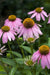 Purple Coneflower, Echinacea, -- BoxGardenSeedsLLC -Culinary/Medicinal Herbs - Seeds