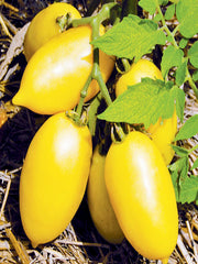 Cream Sausage, Tomato - BoxGardenSeedsLLC - Tomatoes,Tomatillos - Seeds - 