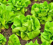 Summer Bibb, Lettuce - BoxGardenSeedsLLC - Lettuce - Seeds - USA Seller, Thank you for shopping here today, Naturally Grown GMO Free Seeds, Heirloom Open Pollinated Seeds, Fresh Top Quality Premium Seeds