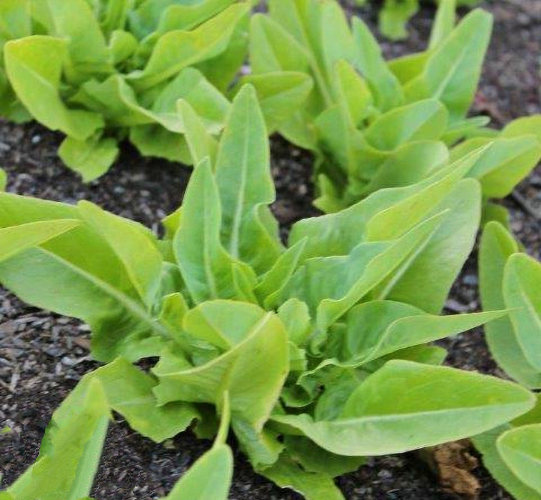 - BoxGardenSeedsLLC - Amish Deer Tongue, Lettuce, - Lettuce - Seeds