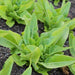 Amish Deer Tongue, Lettuce, - BoxGardenSeedsLLC -Lettuce - Seeds