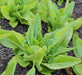 Amish Deer Tongue, Lettuce, -- BoxGardenSeedsLLC -Lettuce - Seeds