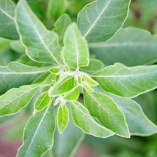 Ashwagandha, Herb, -- BoxGardenSeedsLLC -Culinary/Medicinal Herbs - Seeds