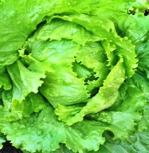 Webbs Wonderful Crisphead, Lettuce, -- BoxGardenSeedsLLC -Lettuce - Seeds