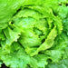 Webbs Wonderful Crisphead, Lettuce, - BoxGardenSeedsLLC -Lettuce - Seeds