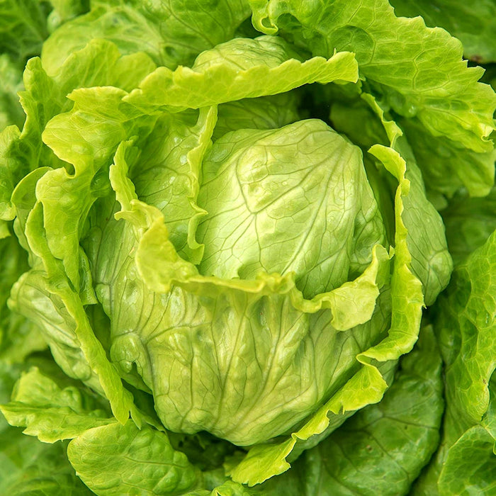 Webbs Wonderful Crisphead, Lettuce, - BoxGardenSeedsLLC -Lettuce - Seeds