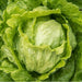 Webbs Wonderful Crisphead, Lettuce, - BoxGardenSeedsLLC -Lettuce - Seeds