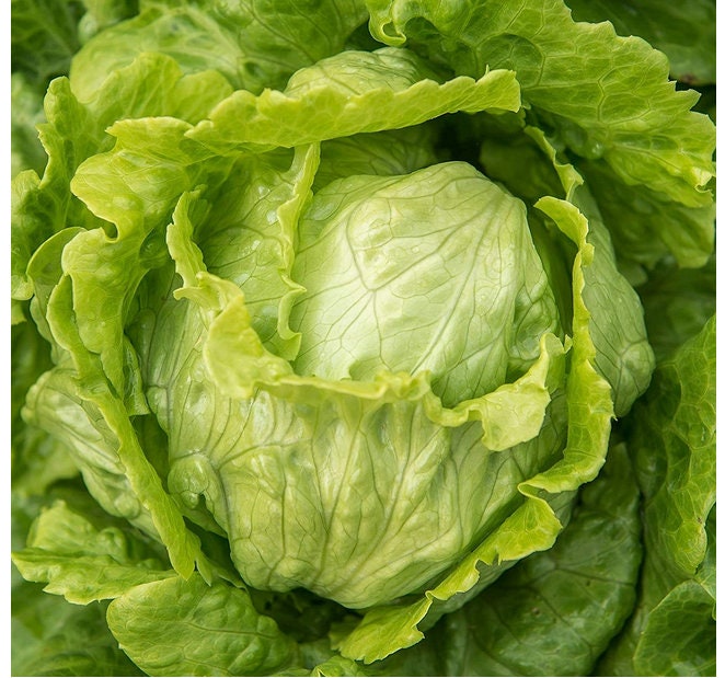 Webbs Wonderful Crisphead, Lettuce, - BoxGardenSeedsLLC -Lettuce - Seeds