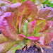 Rouge D'Hiver, Romaine Lettuce, - BoxGardenSeedsLLC -Lettuce - Seeds