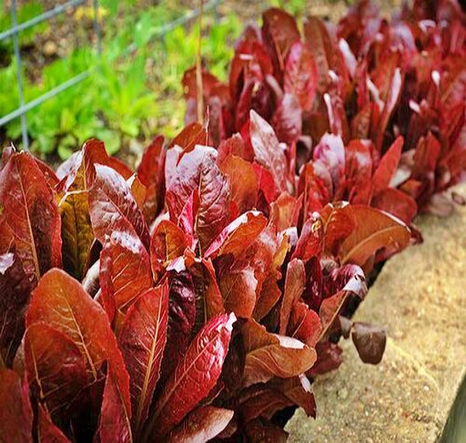 Rouge D'Hiver, Romaine Lettuce, -- BoxGardenSeedsLLC -Lettuce - Seeds