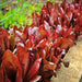 Rouge D'Hiver, Romaine Lettuce, - BoxGardenSeedsLLC -Lettuce - Seeds