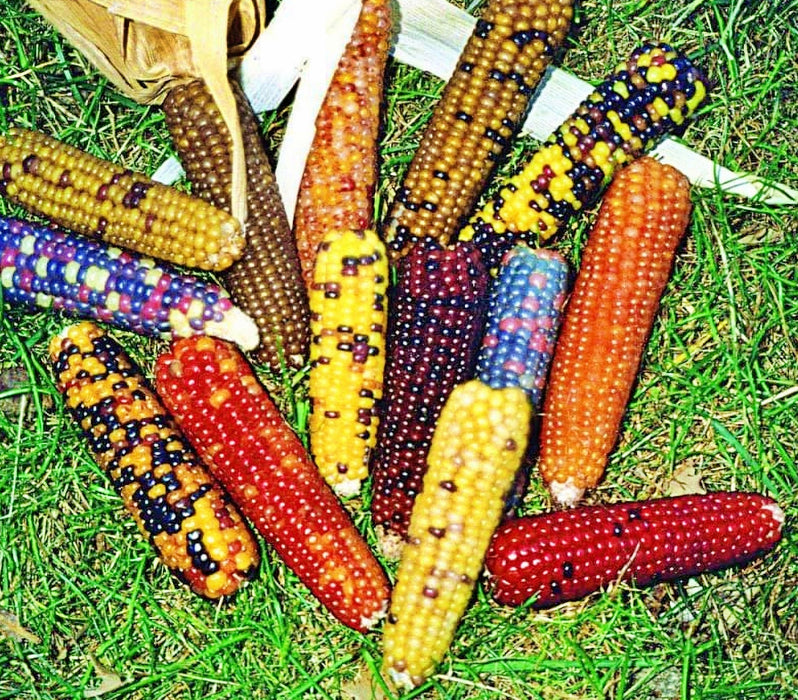 Mini Rainbow, Popcorn, - BoxGardenSeedsLLC -Corn - Seeds