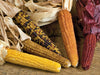 Mini Rainbow, Popcorn - BoxGardenSeedsLLC - Corn - Seeds - USA Seller, Thank you for shopping here today, Naturally Grown GMO Free Seeds, Heirloom Open Pollinated Seeds Fresh, Top Quality Premium Seeds