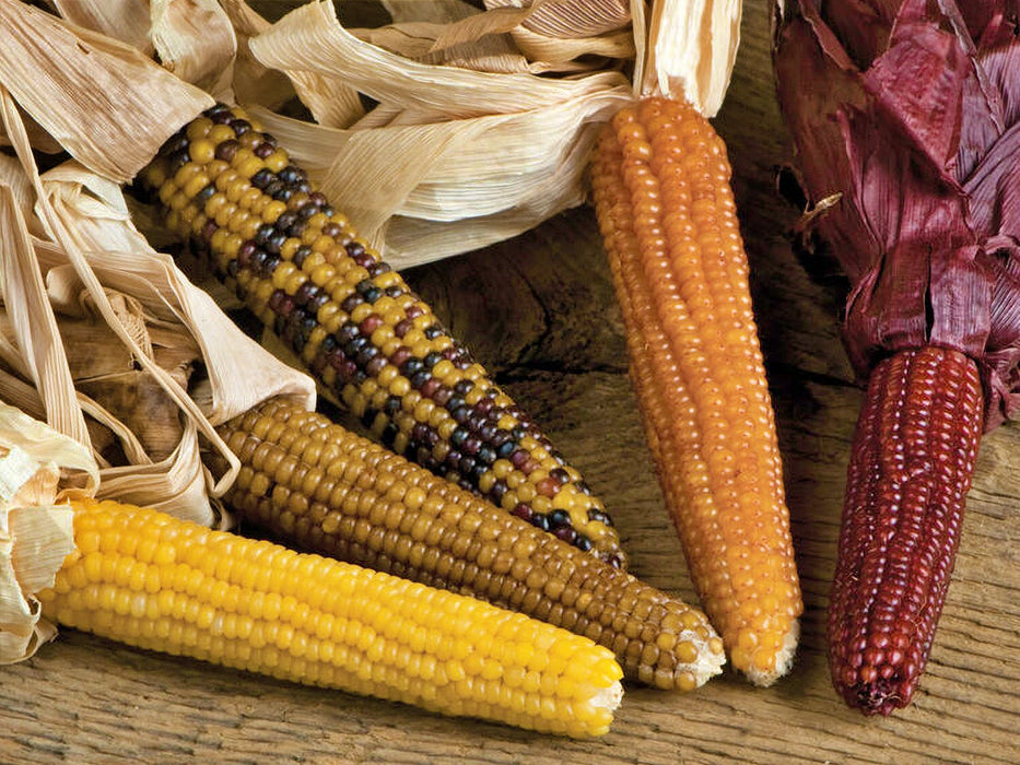 Mini Rainbow, Popcorn, - BoxGardenSeedsLLC -Corn - Seeds