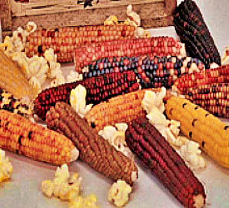 Mini Rainbow, Popcorn - BoxGardenSeedsLLC - Corn - Seeds - USA Seller, Thank you for shopping here today, Naturally Grown GMO Free Seeds, Heirloom Open Pollinated Seeds Fresh, Top Quality Premium Seeds
