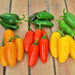 Jalapeno "NuMex Spice", Hot Pepper Mix, - BoxGardenSeedsLLC -Peppers,Eggplants - Seeds