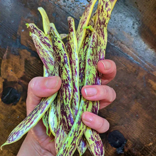 Dragon Tongue, Bush Beans, -- BoxGardenSeedsLLC -Beans / Dry Beans - Seeds