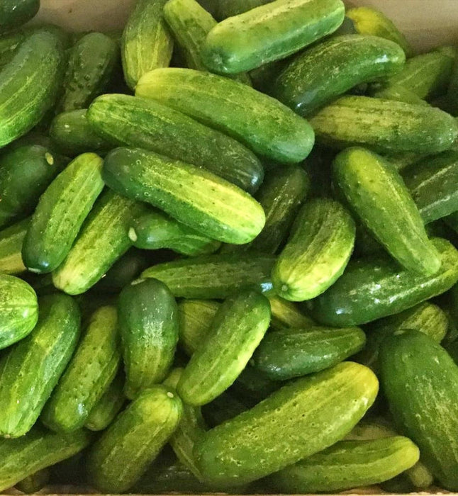 - BoxGardenSeedsLLC - Homemade Pickles, Cucumber, - Cucumbers - Seeds