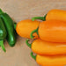 Jalapeno "NuMex Spice", Hot Pepper Mix, - BoxGardenSeedsLLC -Peppers,Eggplants - Seeds