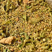 Epazote, Culinary & Medicinal Herbs, - BoxGardenSeedsLLC -Beans / Dry Beans - Seeds