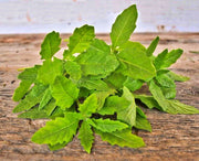 Epazote, Culinary & Medicinal Herbs - BoxGardenSeedsLLC - Beans / Dry Beans - Seeds - USA Seller, Thank you for shopping here today, Naturally Grown GMO Free Seeds, Heirloom Open Pollinated Seeds, Fresh Top Quality Premium Seeds, Fresh Heirloom Open Pollinated Seeds