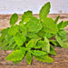 Epazote, Culinary & Medicinal Herbs, - BoxGardenSeedsLLC -Beans / Dry Beans - Seeds