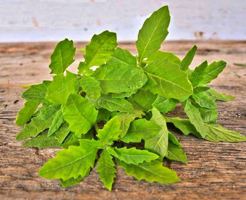 Epazote, Culinary & Medicinal Herbs - BoxGardenSeedsLLC - Culinary/Medicinal Herbs - Seeds - USA Seller, Thank you for shopping here today, Naturally Grown GMO Free Seeds, Heirloom Open Pollinated Seeds, Fresh Top Quality Premium Seeds