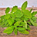 Epazote, Culinary & Medicinal Herbs, - BoxGardenSeedsLLC -Culinary/Medicinal Herbs - Seeds