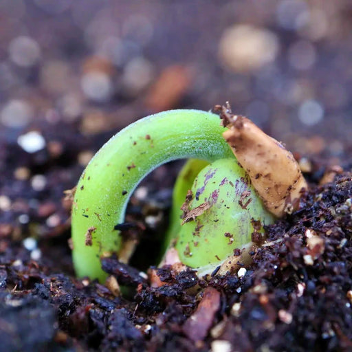 Yellow Indian Woman, Dry Bush Bean - BoxGardenSeedsLLC -Beans / Dry Beans - Seeds