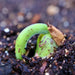 Black Turtle, Dry Bush Beans, -- BoxGardenSeedsLLC -Beans / Dry Beans - Seeds