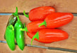 Jalapeno "NuMex Spice", Hot Pepper Mix, -- BoxGardenSeedsLLC -Peppers,Eggplants - Seeds