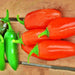 Jalapeno "NuMex Spice", Hot Pepper Mix, - BoxGardenSeedsLLC -Peppers,Eggplants - Seeds