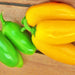 Jalapeno "NuMex Spice", Hot Pepper Mix, - BoxGardenSeedsLLC -Peppers,Eggplants - Seeds