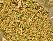 Epazote, Culinary & Medicinal Herbs - BoxGardenSeedsLLC - Beans / Dry Beans - Seeds - USA Seller, Thank you for shopping here today, Naturally Grown GMO Free Seeds, Heirloom Open Pollinated Seeds, Fresh Top Quality Premium Seeds, Fresh Heirloom Open Pollinated Seeds