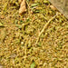 Epazote, Culinary & Medicinal Herbs, - BoxGardenSeedsLLC -Beans / Dry Beans - Seeds