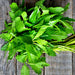 Epazote, Culinary & Medicinal Herbs, - BoxGardenSeedsLLC -Beans / Dry Beans - Seeds