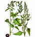 - BoxGardenSeedsLLC - Epazote, Herb, - Beans / Dry Beans - Seeds