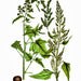 Epazote, Culinary & Medicinal Herbs, - BoxGardenSeedsLLC -Beans / Dry Beans - Seeds