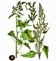 Epazote, Culinary & Medicinal Herbs - BoxGardenSeedsLLC - Beans / Dry Beans - Seeds - USA Seller, Thank you for shopping here today, Naturally Grown GMO Free Seeds, Heirloom Open Pollinated Seeds, Fresh Top Quality Premium Seeds, Fresh Heirloom Open Pollinated Seeds