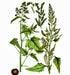 Epazote, Culinary & Medicinal Herbs, -- BoxGardenSeedsLLC -Culinary/Medicinal Herbs - Seeds