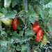 San Marzano Paste, Tomato, - BoxGardenSeedsLLC -Abundant Stock SALE - Seeds