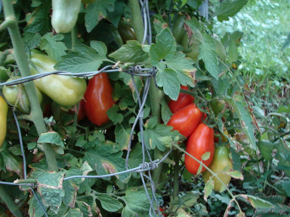 San Marzano Paste, Tomato, - BoxGardenSeedsLLC -Abundant Stock SALE - Seeds