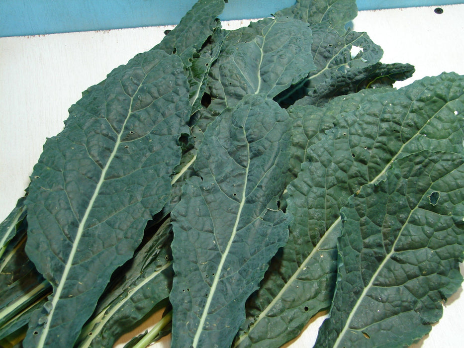 Lacinato Dinosaur, Kale, -- BoxGardenSeedsLLC -Cabbage, Kale - Seeds