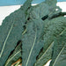 Lacinato Dinosaur, Kale, - BoxGardenSeedsLLC -Cabbage, Kale - Seeds